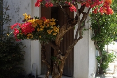 Bouganvilla esemplari 